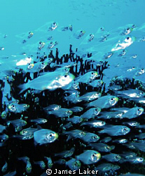 Glass fish on the move by James Laker 